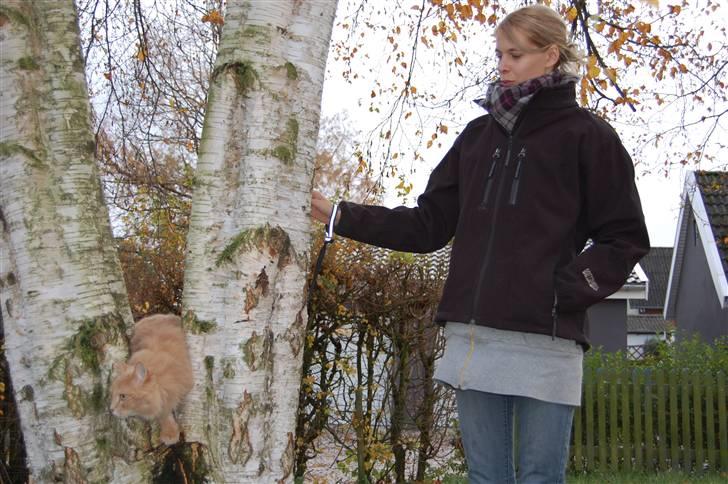 Maine Coon Geo - selv om man er indekat, må man godt komme ud engang imellem :) billede 12