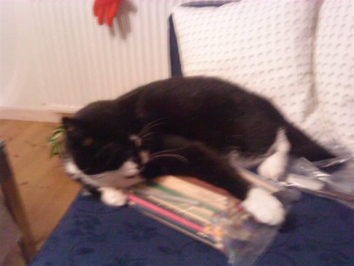 Huskat Felix - Det her er Felix´s måde at sige at jeg ikke skal tegne mere,, hehe billede 6