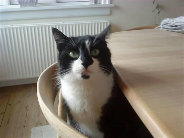 Huskat Felix billede 7