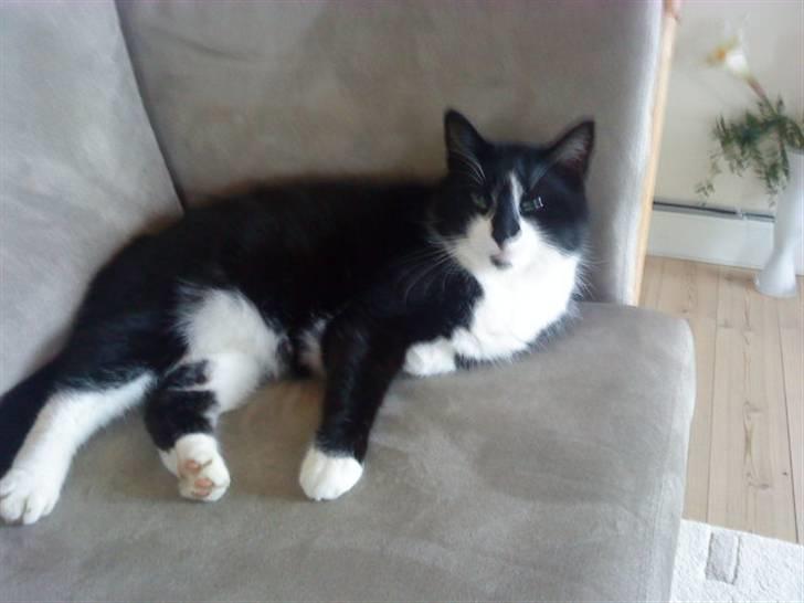 Huskat Felix billede 8