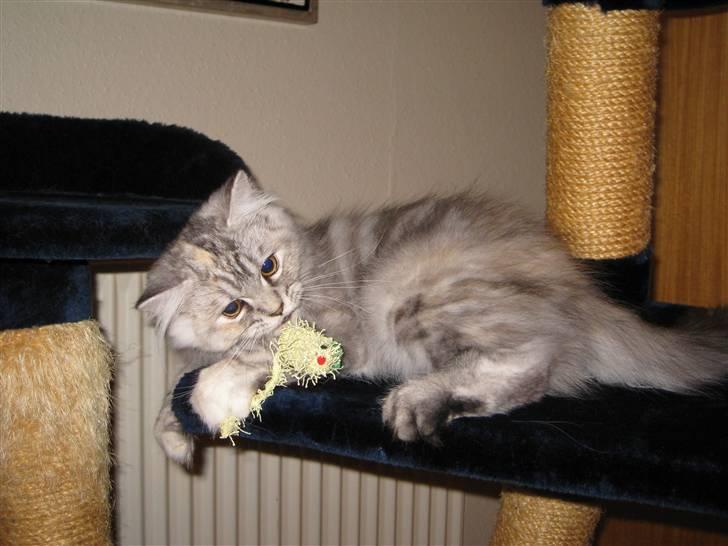 Blanding af racer Juicy - Fjollet billede 15