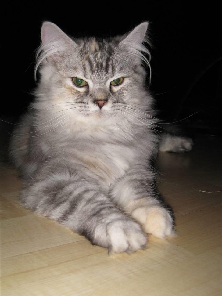 Blanding af racer Juicy - skønne Juicy billede 16