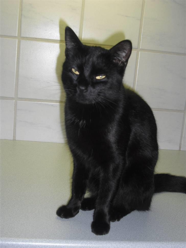 Huskat Kitty/Lille mis <3. - Velkommen til Lille mis/Kittys profil :-) billede 1