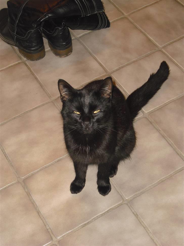 Huskat Kitty/Lille mis <3. billede 2