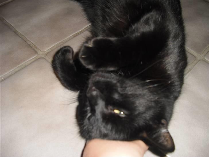 Huskat Kitty/Lille mis <3. - Jeg er en rigtig kæle mis!!! billede 3