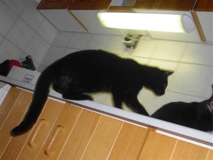 Huskat Kitty/Lille mis <3. - Nu vil jeg op og have noget at spise :-) billede 4