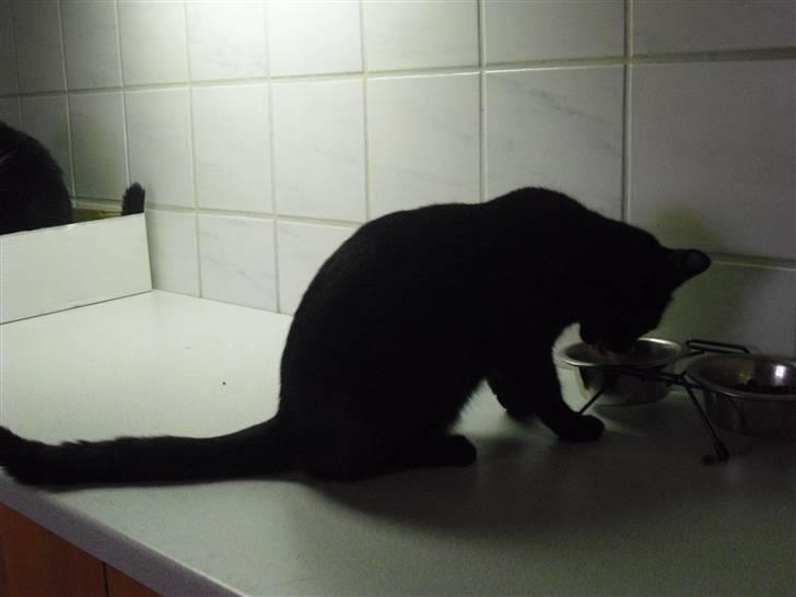 Huskat Kitty/Lille mis <3. - Uhmm det smager :-) billede 5