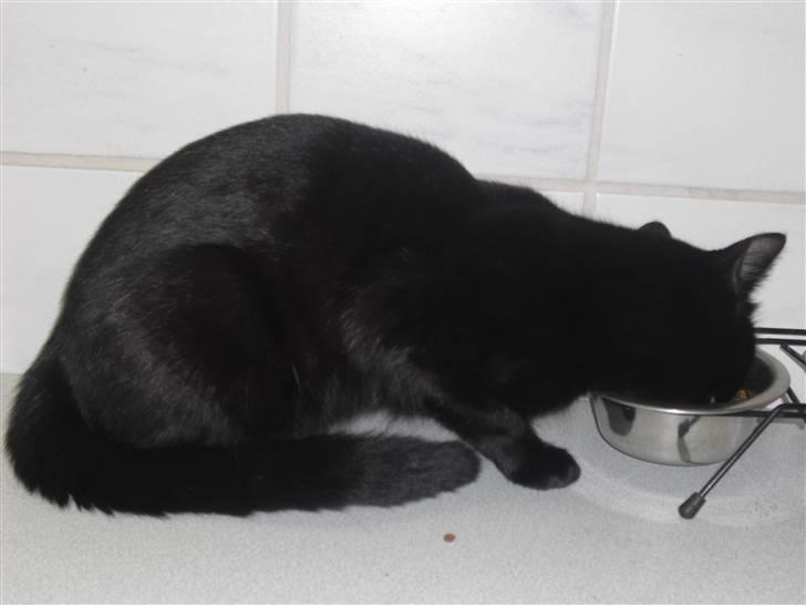 Huskat Kitty/Lille mis <3. billede 6