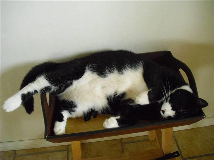 Huskat Yang (Udfordringer søges) - Smukke Yang! billede 1