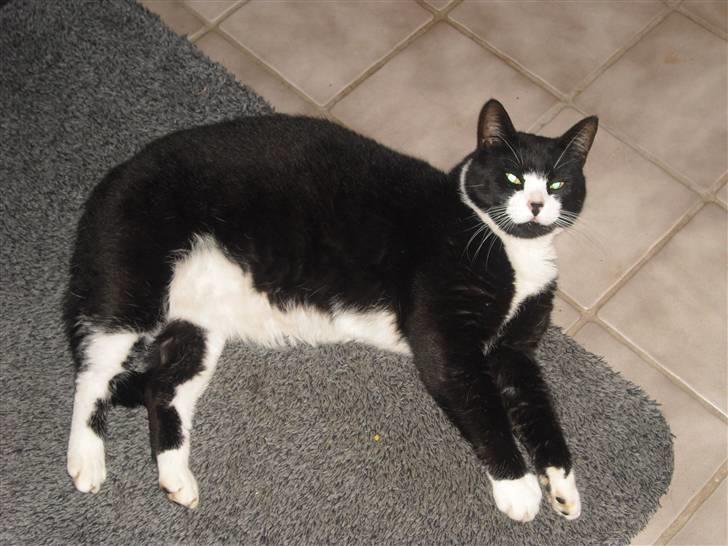 Huskat Yang (Udfordringer søges) - Er jeg ikke bare dejlig? billede 3