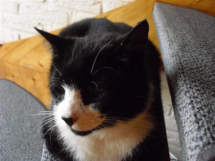 Huskat Yang (Udfordringer søges) - Jeg tar lige en lille lur på trappen. billede 4