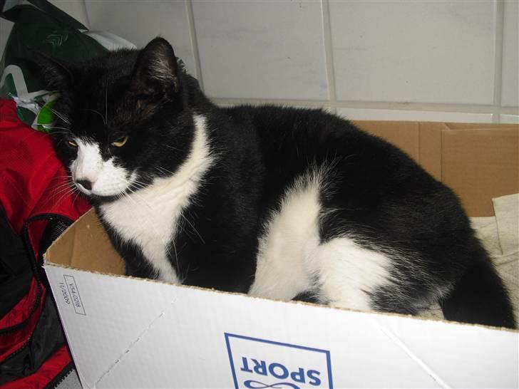 Huskat Yang (Udfordringer søges) - Jeg sidder i en papkasse :-) billede 5