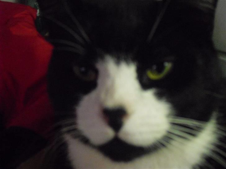 Huskat Yang (Udfordringer søges) - Ligner jeg ikke bare en løve? Bare en lille smule :-) billede 6