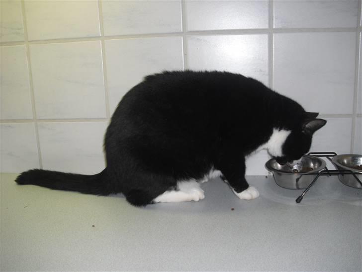 Huskat Yang (Udfordringer søges) - Mums mad gør godt i maven :-) billede 7