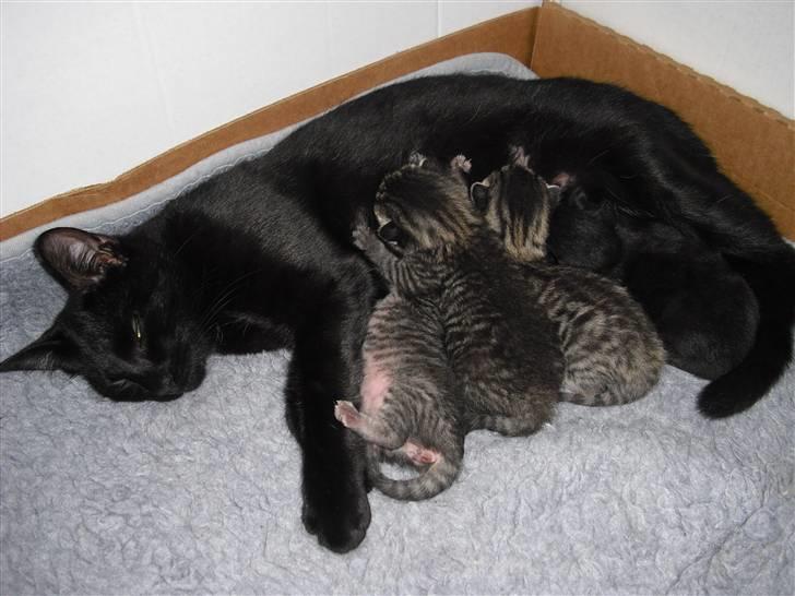Huskat Kitty/Lille mis <3. - Lille mis med hendes 4 gamle killinger <3 billede 7