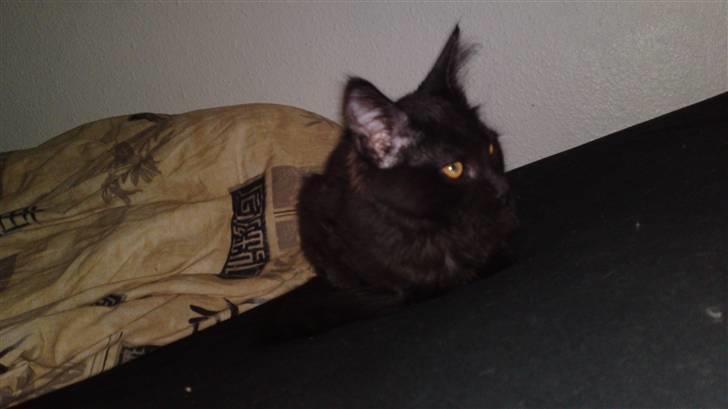 Maine Coon Diablo billede 8