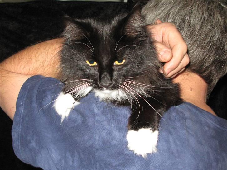 Norsk Skovkat Himmark Miss Meat Loaf billede 8