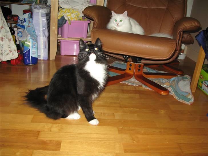 Norsk Skovkat Himmark Miss Meat Loaf billede 9