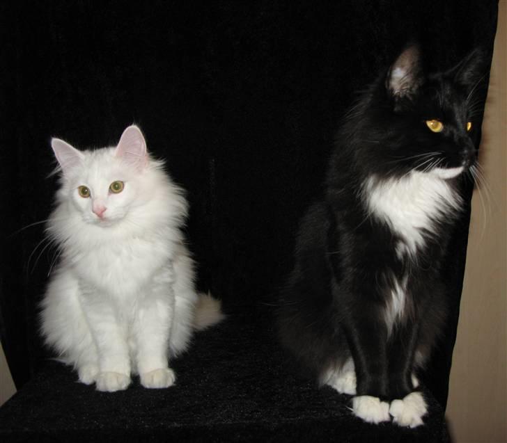 Norsk Skovkat Himmark Miss Meat Loaf billede 10