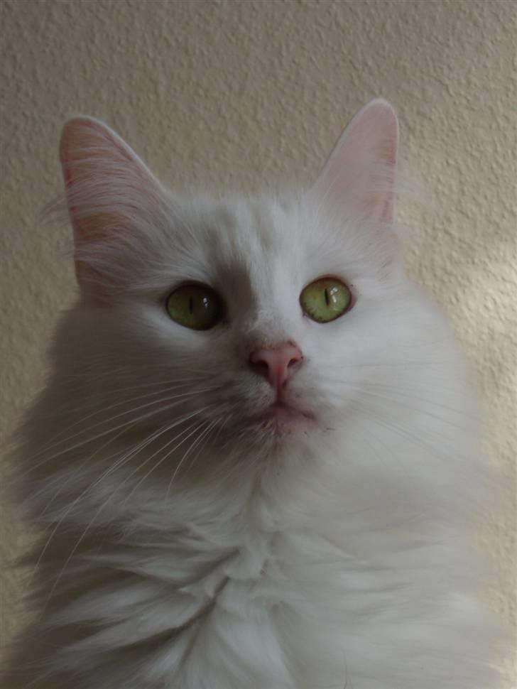 Norsk Skovkat DK Glowing Star's Aquila billede 7