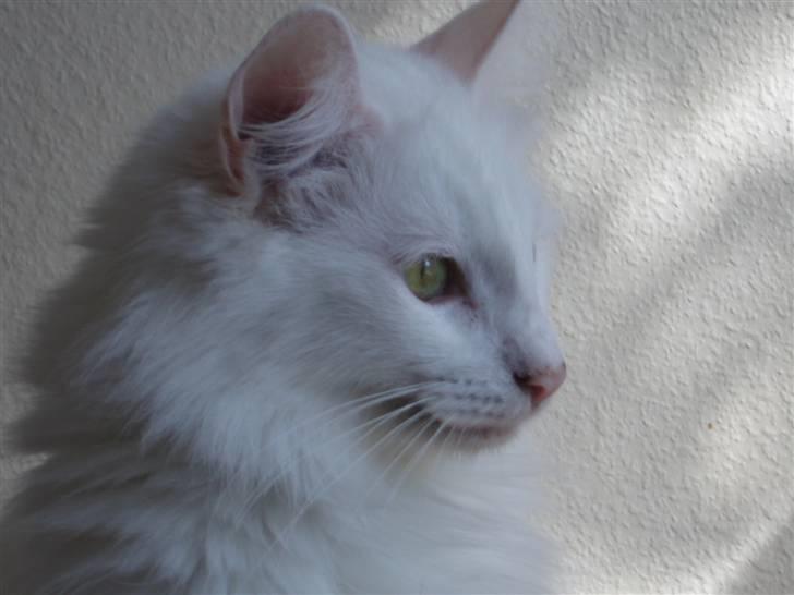 Norsk Skovkat DK Glowing Star's Aquila billede 8