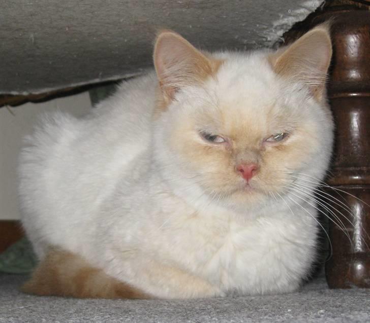 British Shorthair DK Kongstad´s Aoki R.I.P billede 1
