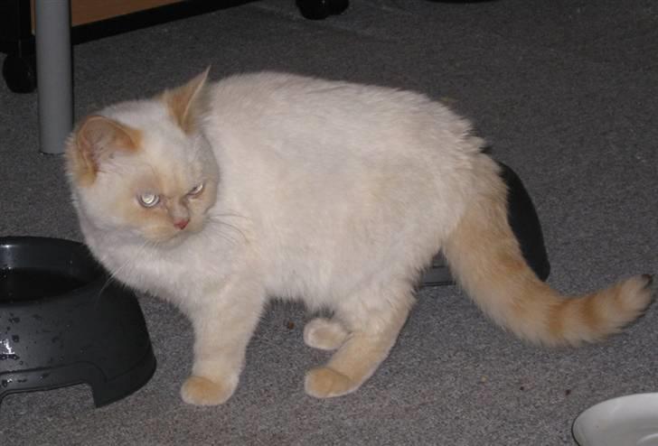 British Shorthair DK Kongstad´s Aoki R.I.P billede 2