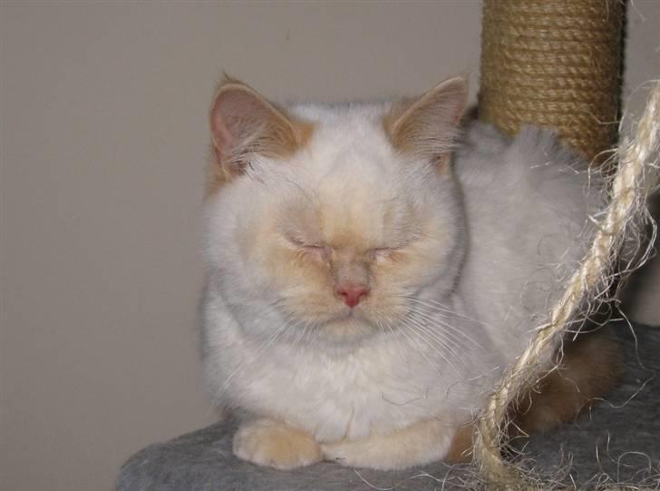 British Shorthair DK Kongstad´s Aoki R.I.P billede 3