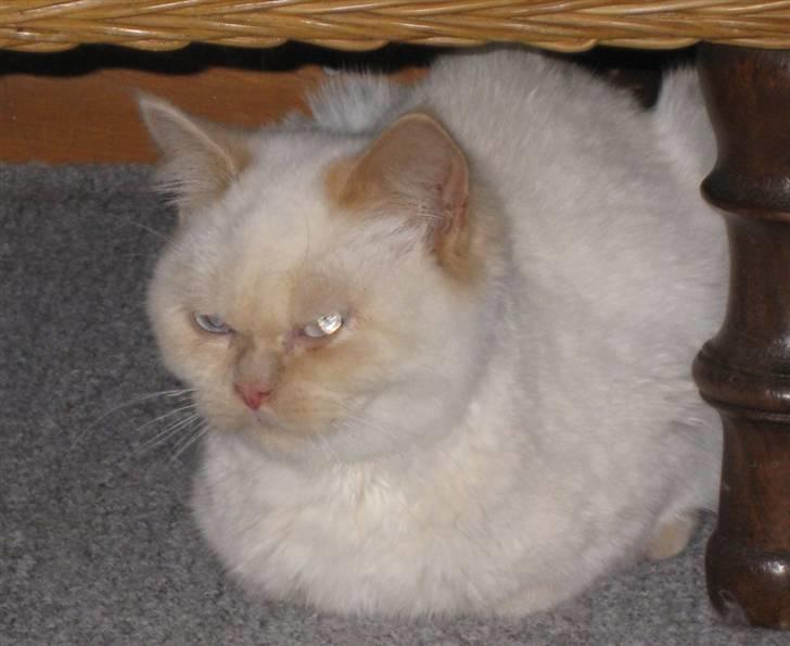 British Shorthair DK Kongstad´s Aoki R.I.P billede 4