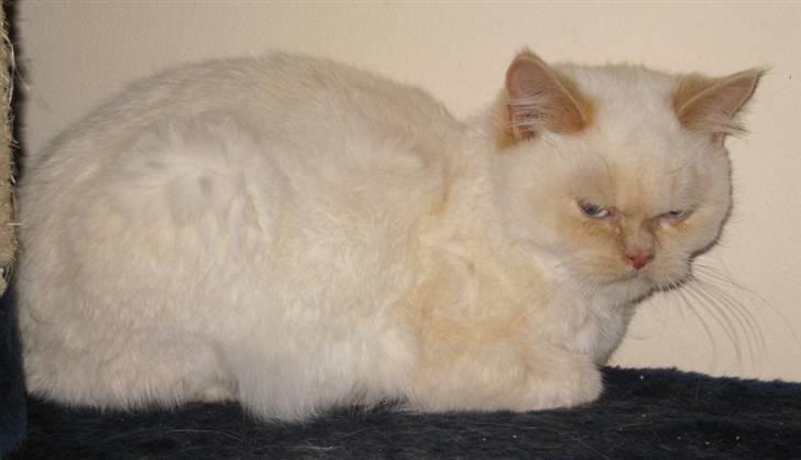 British Shorthair DK Kongstad´s Aoki R.I.P billede 5