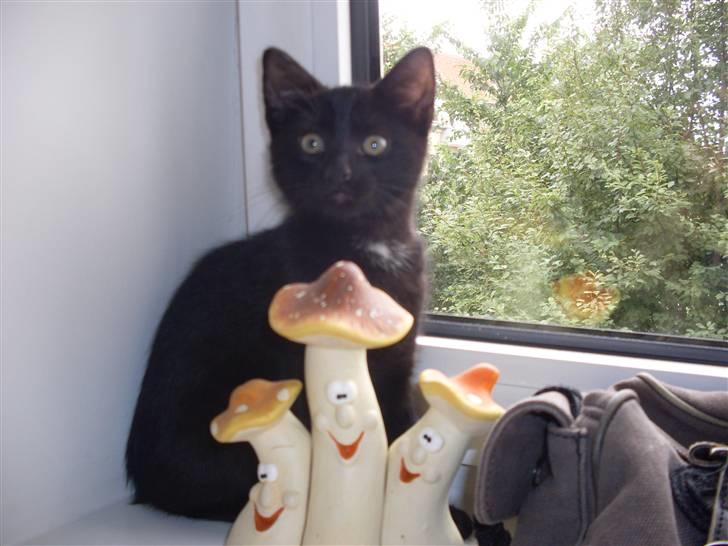 Huskat Ninja - Den lækreste Ninja i byen billede 1