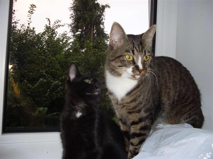 Huskat Ninja - Ninja og far Hawkeye hygger ved vinduet billede 2