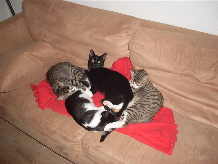 Huskat Ninja - Ninja omringet af sine 4 hjemmeboende søskende billede 3