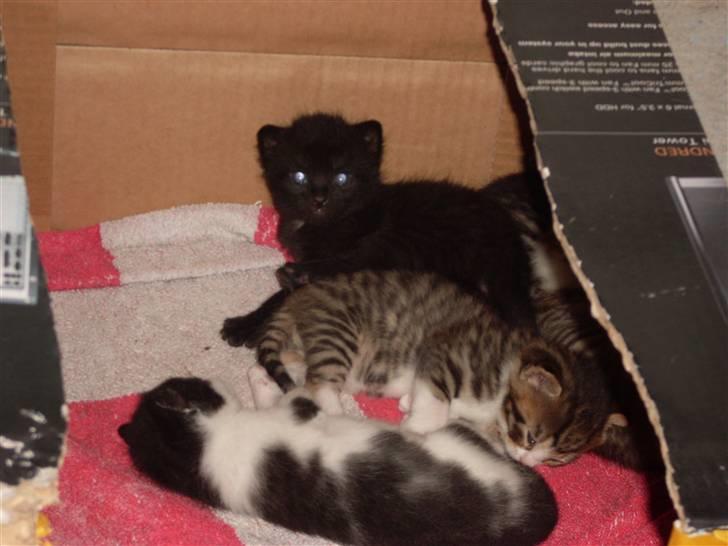 Huskat Ninja - Ninja som meget meget lille killing <3 billede 4