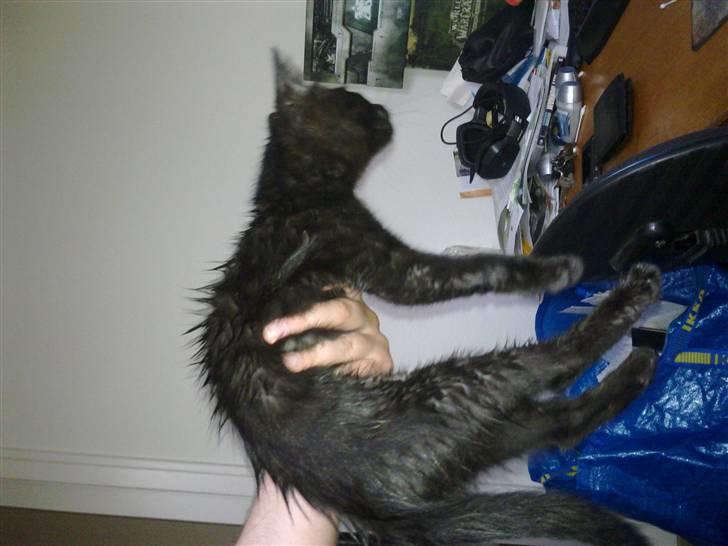 Huskat Ninja - Ninja når han har lavet ballade (hvilket meget tit sker) billede 5