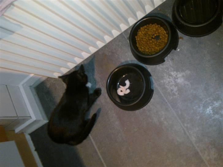 Huskat Ninja - Ninja ved man skal holde sig i køkkenet når mor laver sushi :-) billede 6