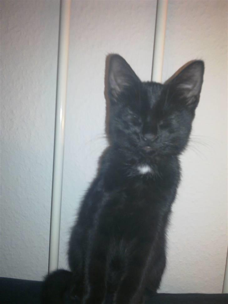 Huskat Ninja - Ninja demonstrere hvordan man kan sove imens man sidder op billede 7