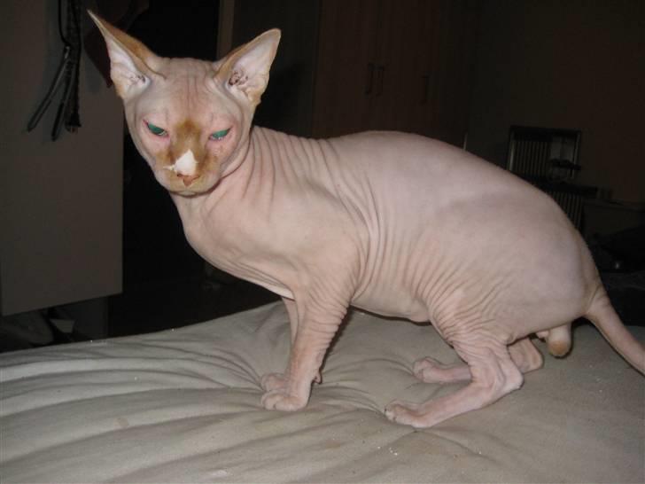 Sphynx skalde/polkagris  billede 8