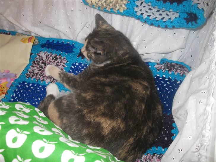 Huskat Thetis billede 19