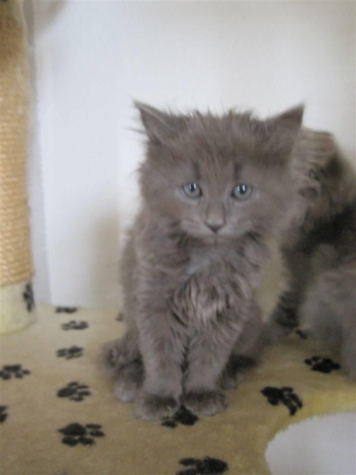 Blanding af racer Cleopatra billede 3