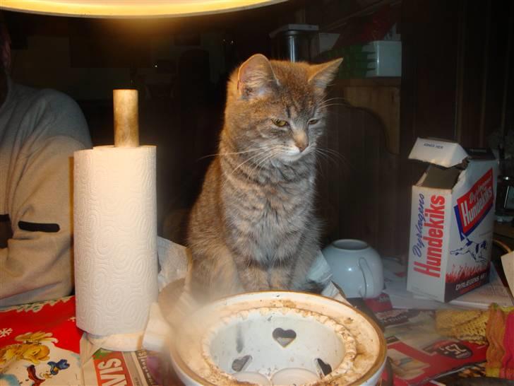 Huskat misse - misfornøjet....altså hundekiks.....man kan se noget andet ville være mere intressant for Misse..... billede 15