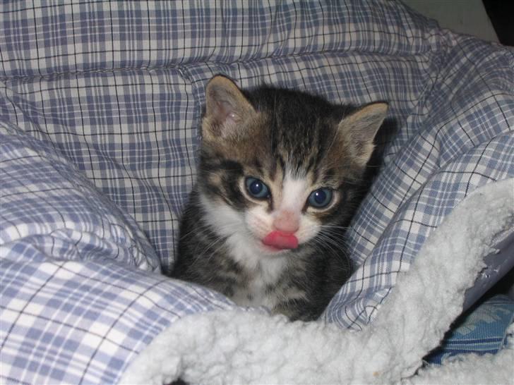 Huskat Elrondhus's Dims (SOLGT) billede 1