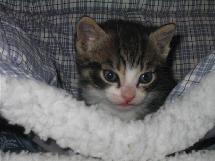 Huskat Elrondhus's Dims (SOLGT) billede 2