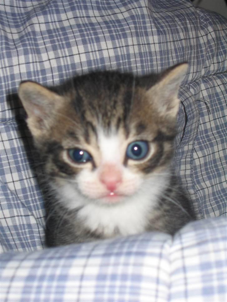 Huskat Elrondhus's Dims (SOLGT) billede 3