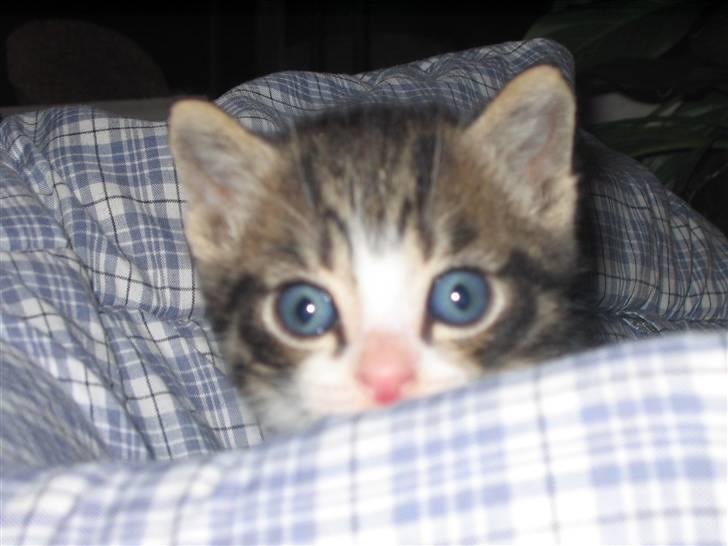 Huskat Elrondhus's Dims (SOLGT) billede 4