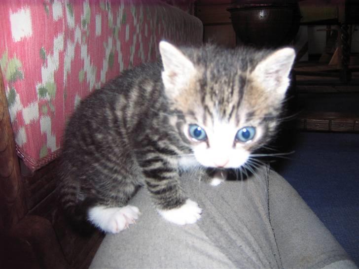 Huskat Elrondhus's Dims (SOLGT) billede 5