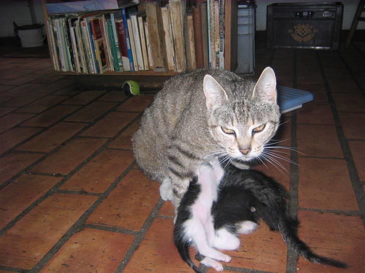 Huskat Elrondhus's Pjuske billede 1