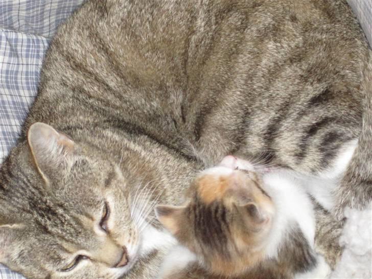 Huskat Elrondhus's Pjuske billede 2