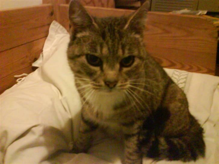 Huskat Elrondhus's Pjuske billede 3