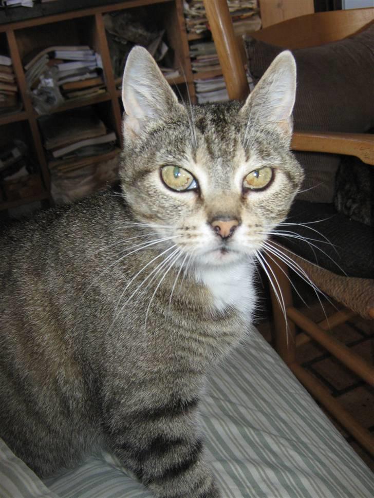 Huskat Elrondhus's Pjuske billede 4